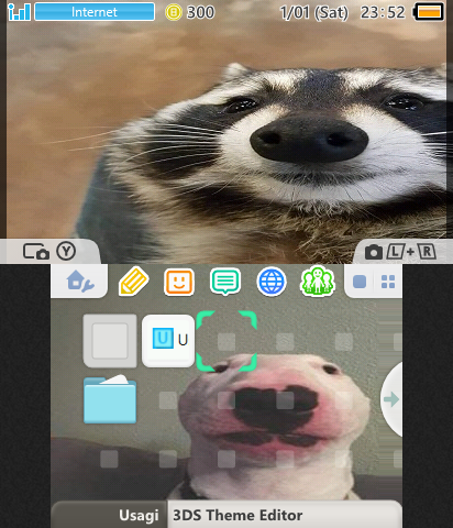 racoon2