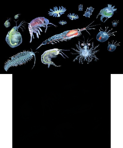sea creatures