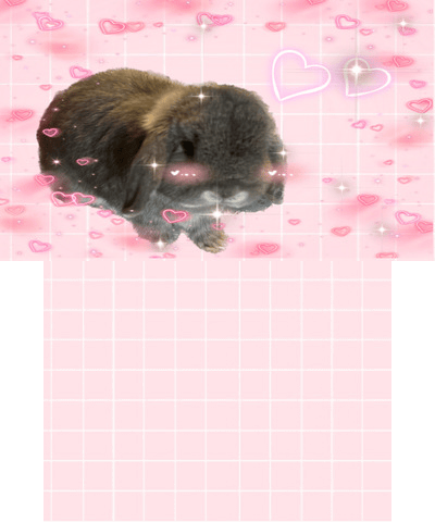 cute bunny wednesday