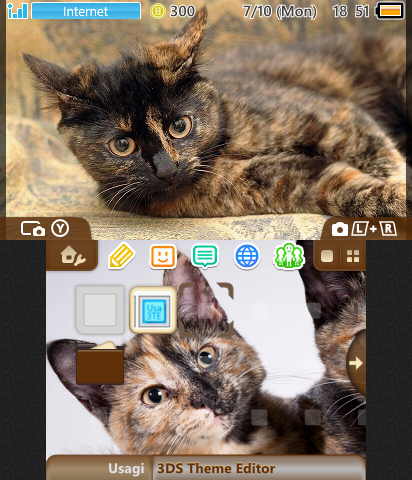 Tortoise Cat!   (READ DESC)