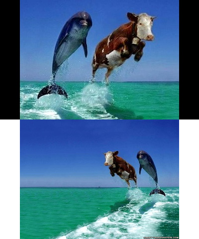 dolphin and cow